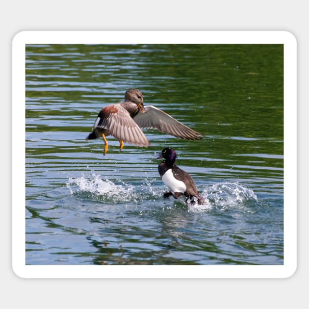 Gadwall V's Tufted Duck Sticker by Nigdaw